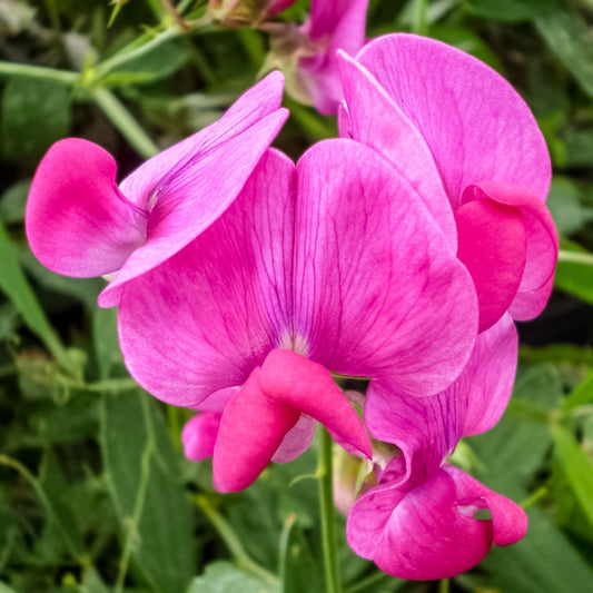 Lathyrus latifolius 'Red Pearl'