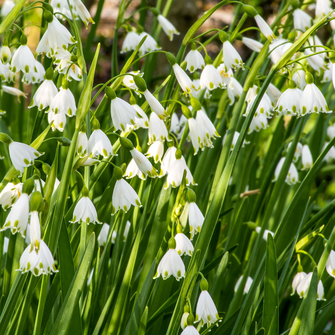 Leucojum aestivum Gravetye Giant