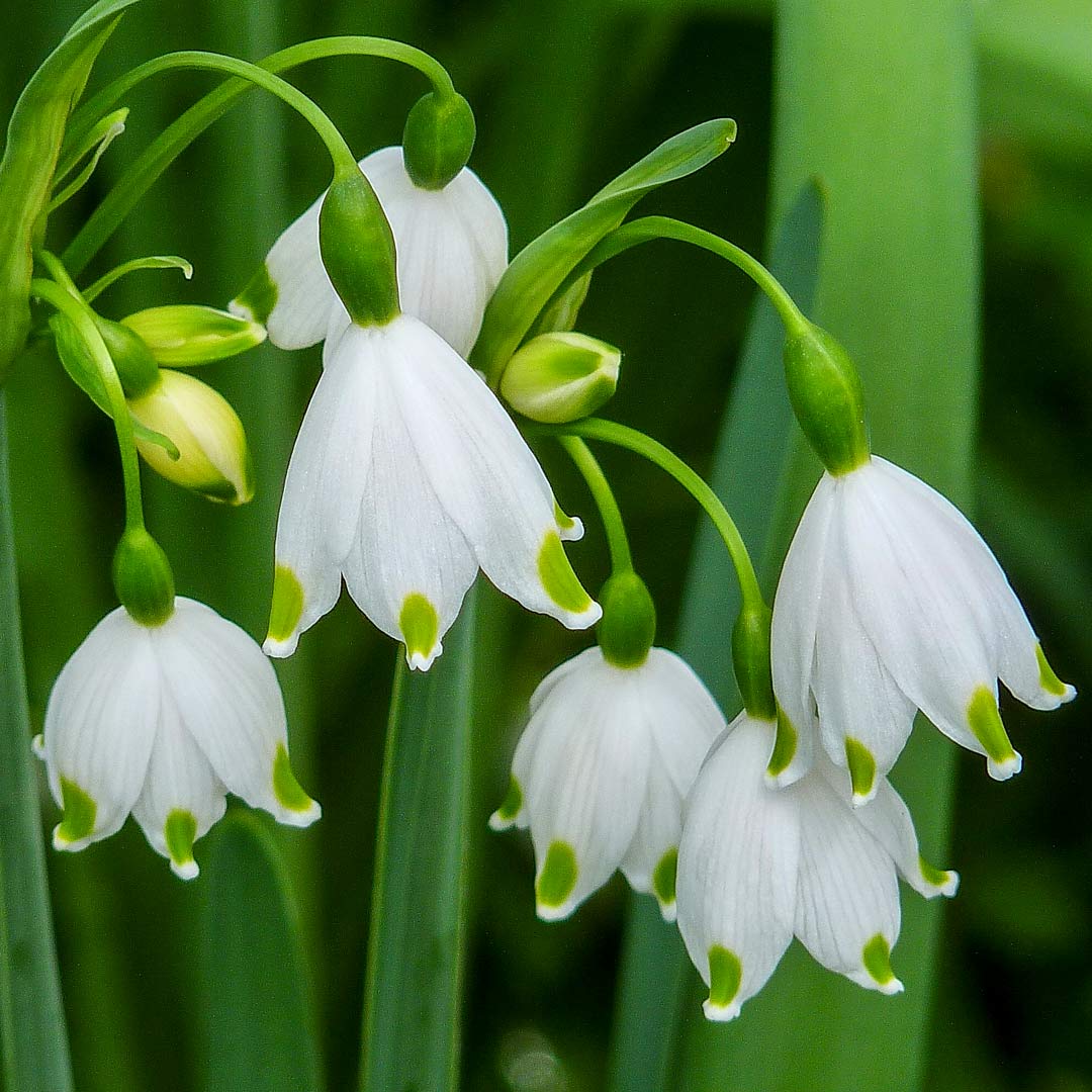 Leucojum aestivum