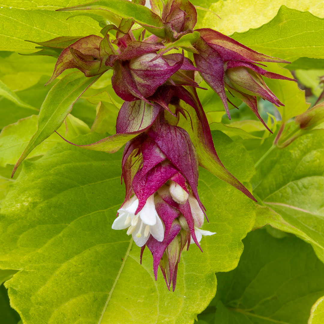 Leycesteria formosa 'Golden Lanterns'
