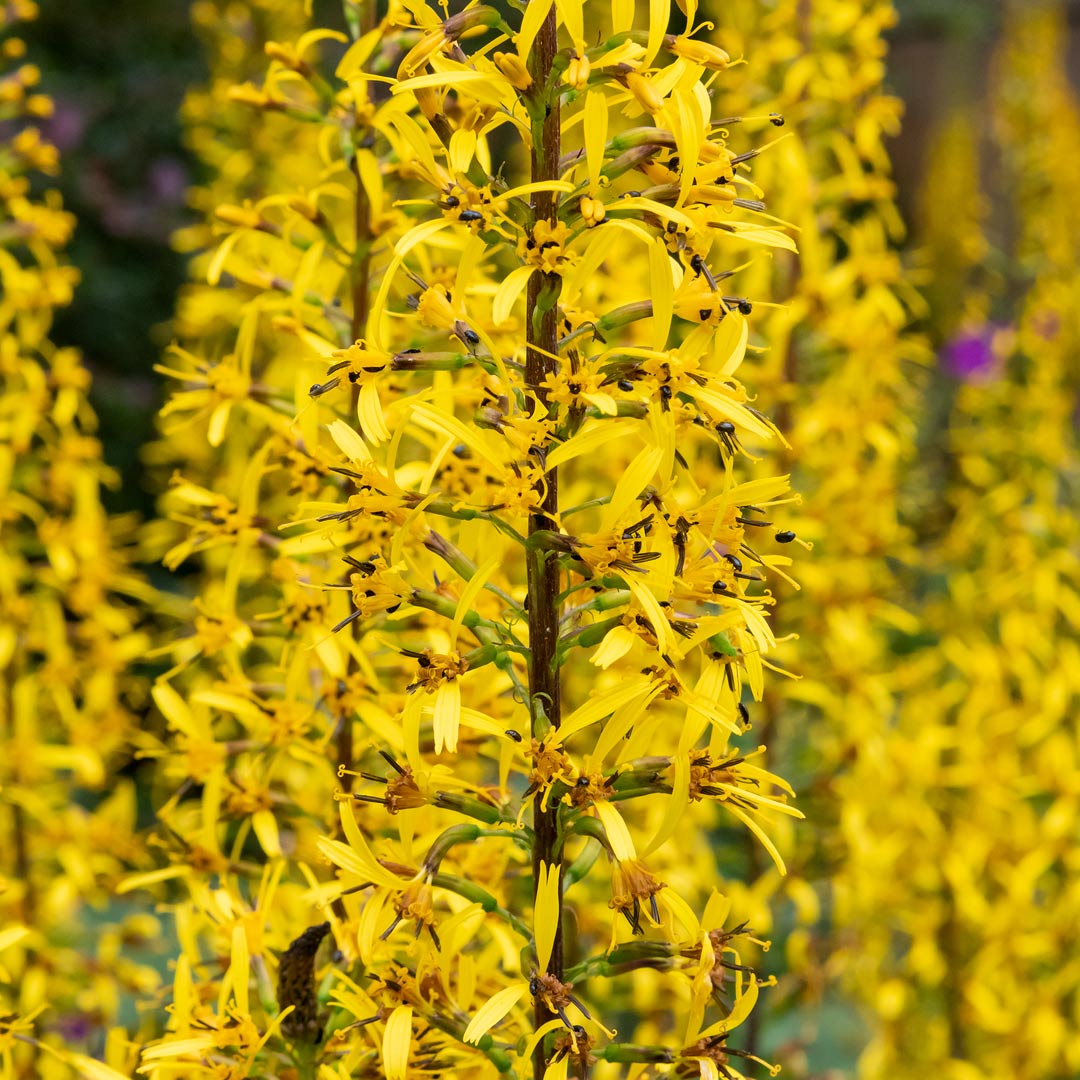 Ligularia przewalskii close up