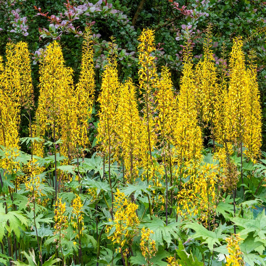 Ligularia przewalskii
