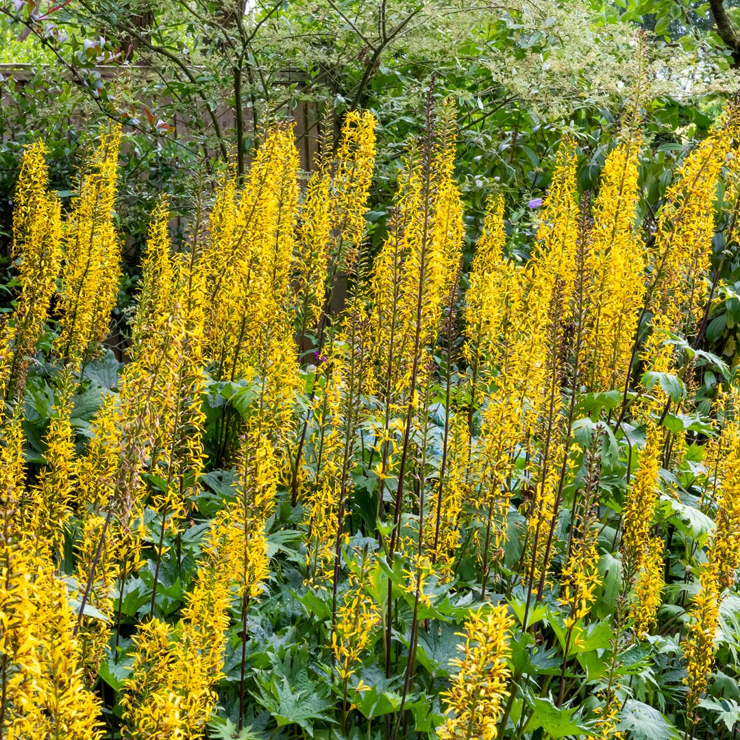 Ligularia przewalskii