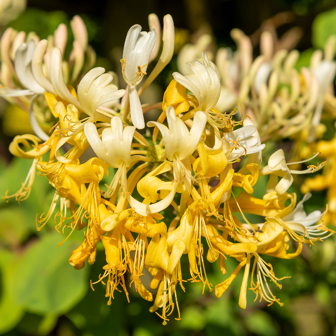Lonicera etrusca Michael Rosse