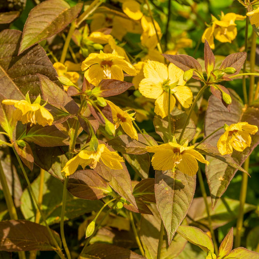 Lysimachia ciliata 'Firecracker' close up