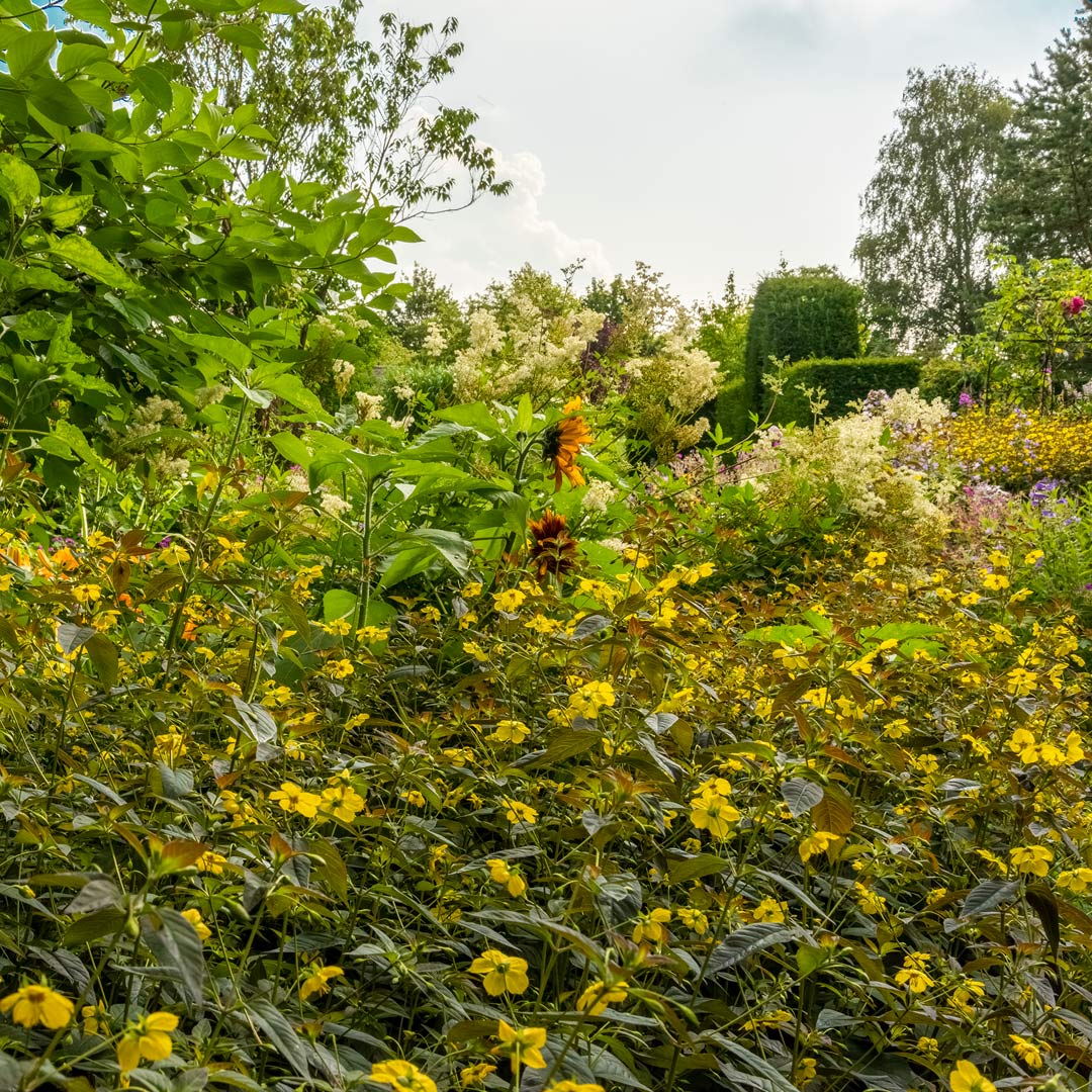 Lysimachia ciliata 'Firecracker' in herbaceous border at Barnsdale Gardens