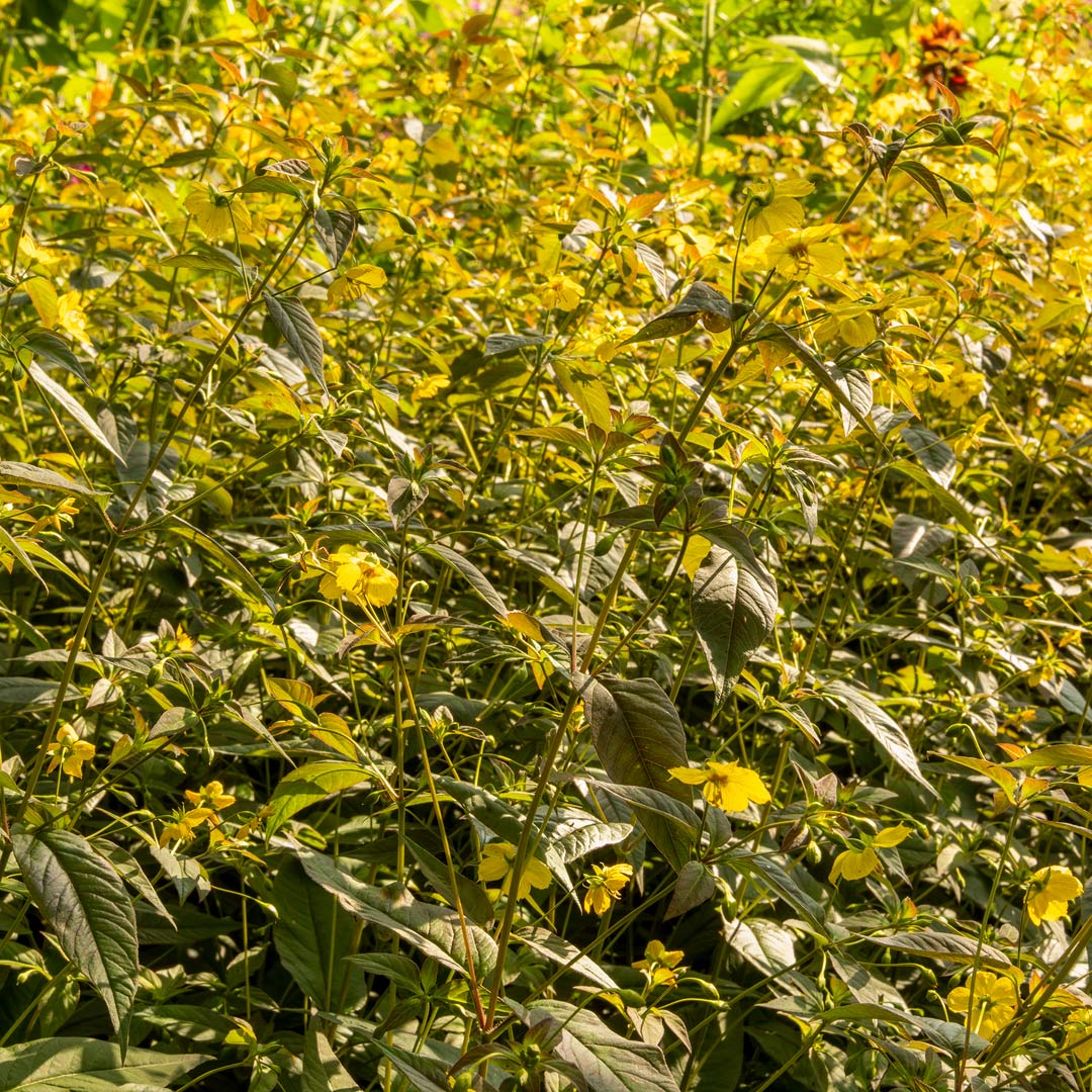 Lysimachia ciliata Firecracker