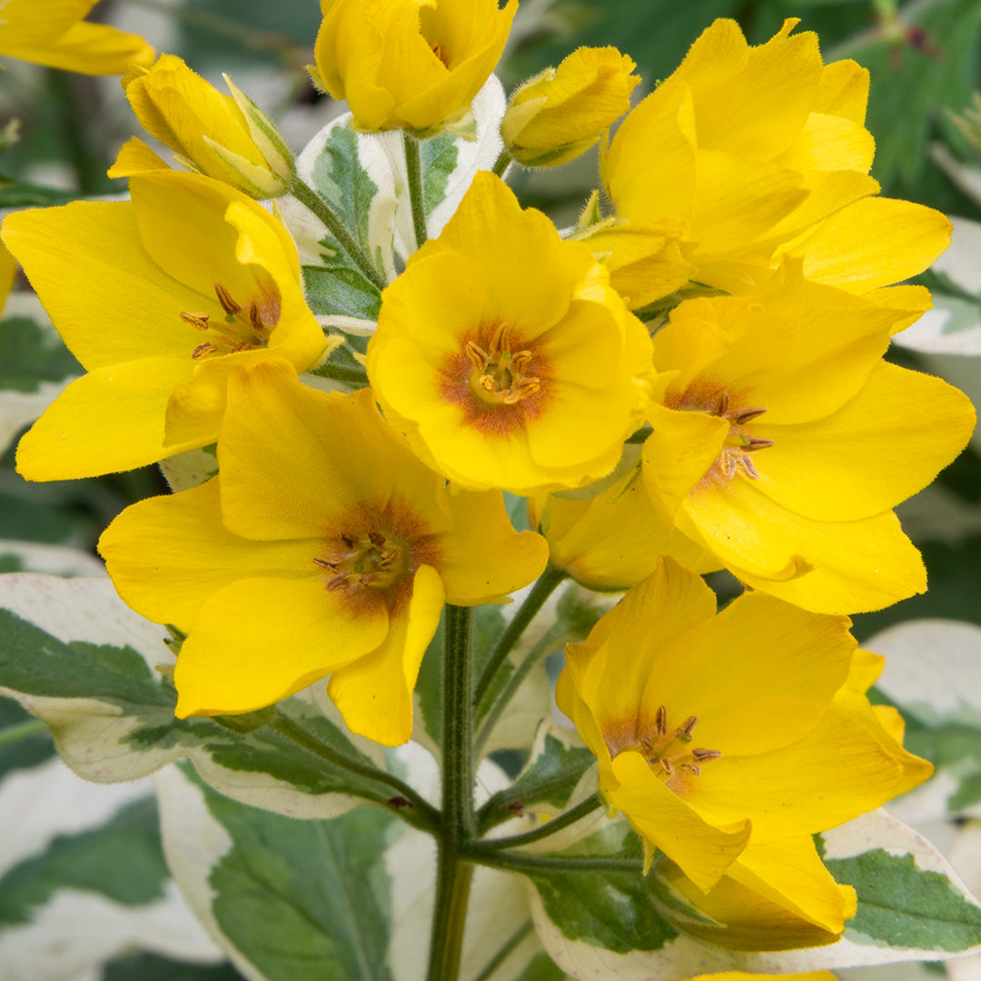 Lysimachia punctata 'Alexander'