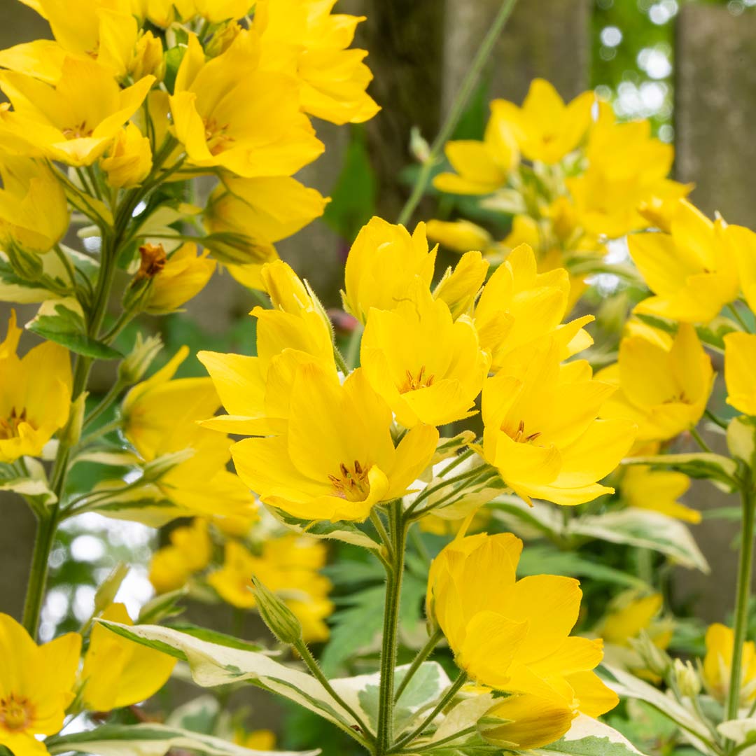 Close up of Yellow Loosestrife, Lysimachia punctata 'Alexander'