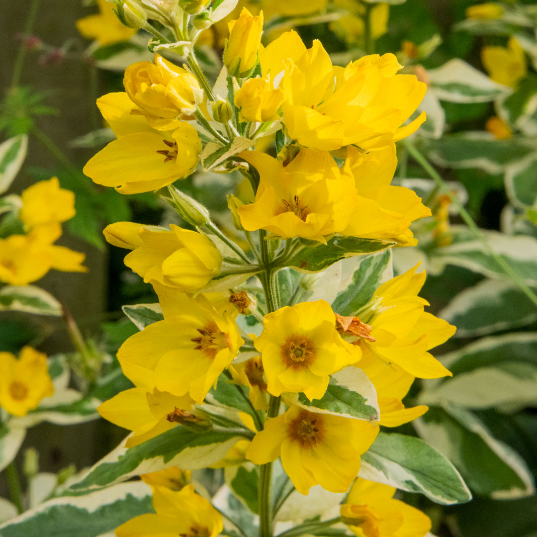 Lysimachia punctata 'Alexander'