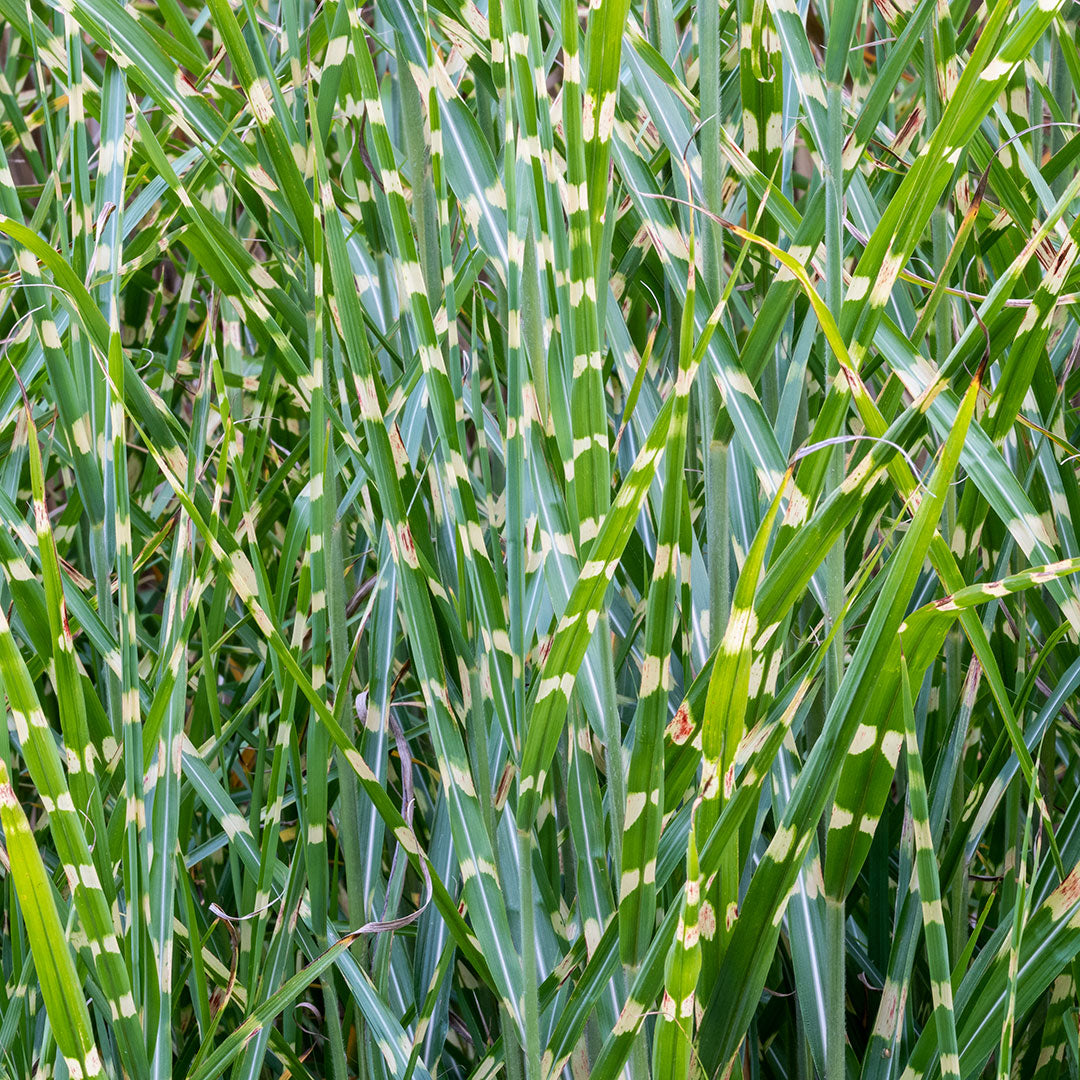 Miscanthus sinensis 'Zebrinus'