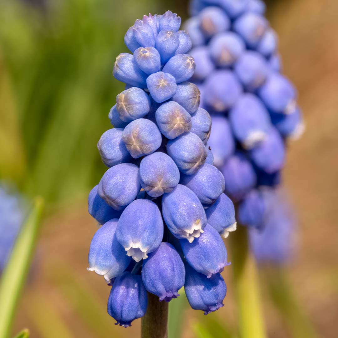 Macro close up of Armenian Grape Hyacinth, Muscari armeniacum, at Barnsdale Gardens