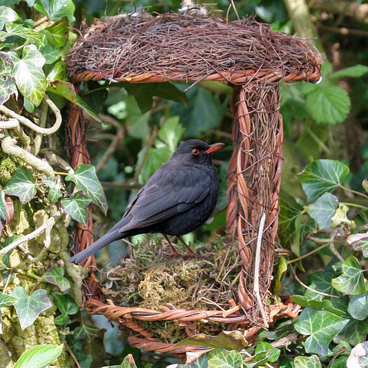 Open Nest Buddy. A unique habitat for chaffinches, blackbirds and members of the thrush family. Blackbird sitting on the nest