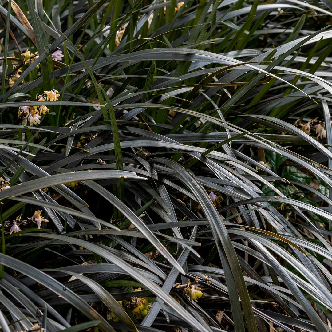 Ophiopogon planiscapus 'Nigrescens' (AKA: Ophiopogon planiscapus 'Kokuryu'; mondo grass 'Kokuryu'; Ophiopogon planiscapus 'Black Dragon')