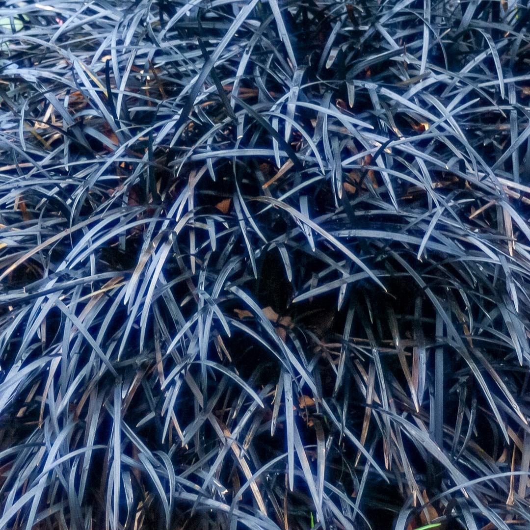 Ophiopogon planiscapus 'Nigrescens' (AKA: Ophiopogon planiscapus 'Kokuryu'; mondo grass 'Kokuryu'; Ophiopogon planiscapus 'Black Dragon')