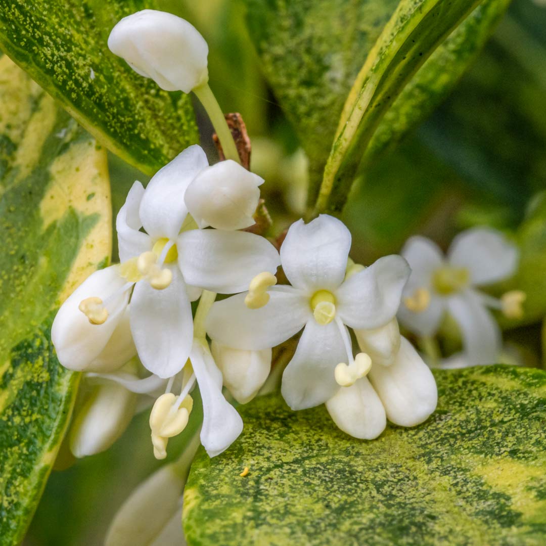 Osmanthus heterophyllus 'Goshiki'