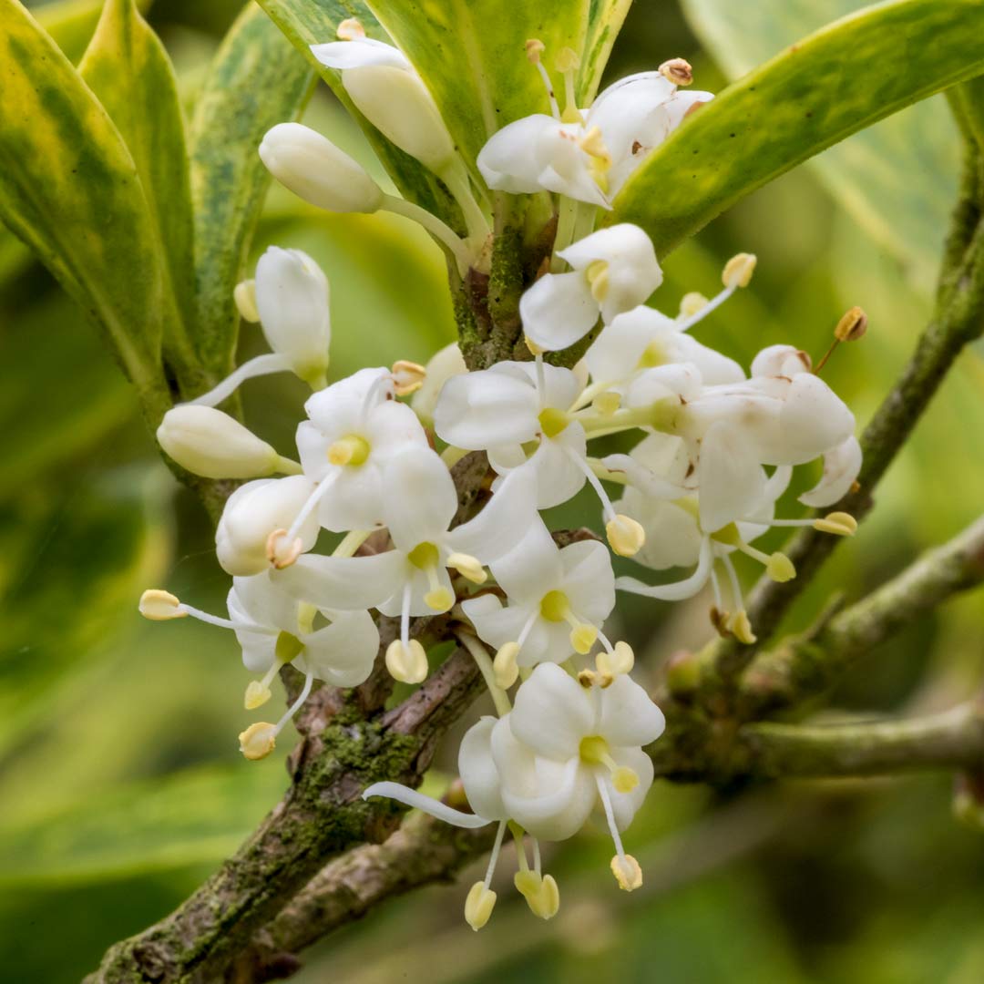 Osmanthus heterophyllus 'Goshiki'