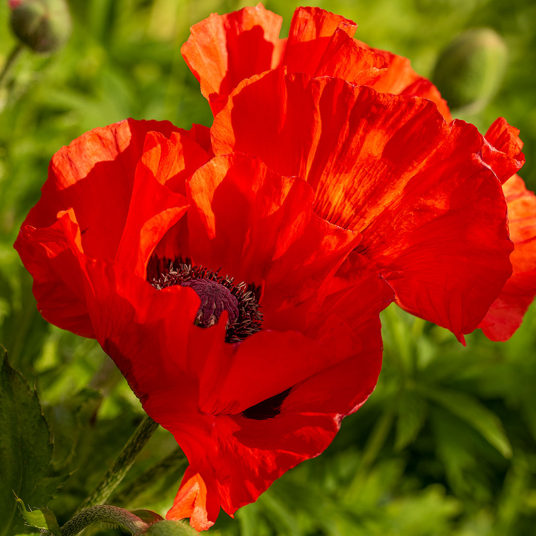 Papaver orientale 'Dwarf Allegro' (Poppy)