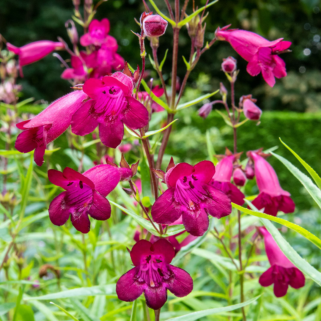 Penstemon 'Andenken an Friedrich Hahn' (Garnet)