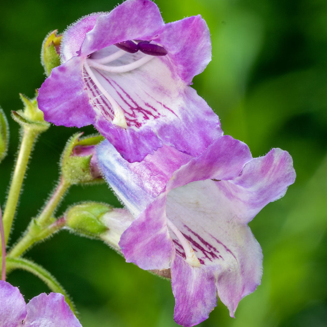 Penstemon 'Sour Grapes'
