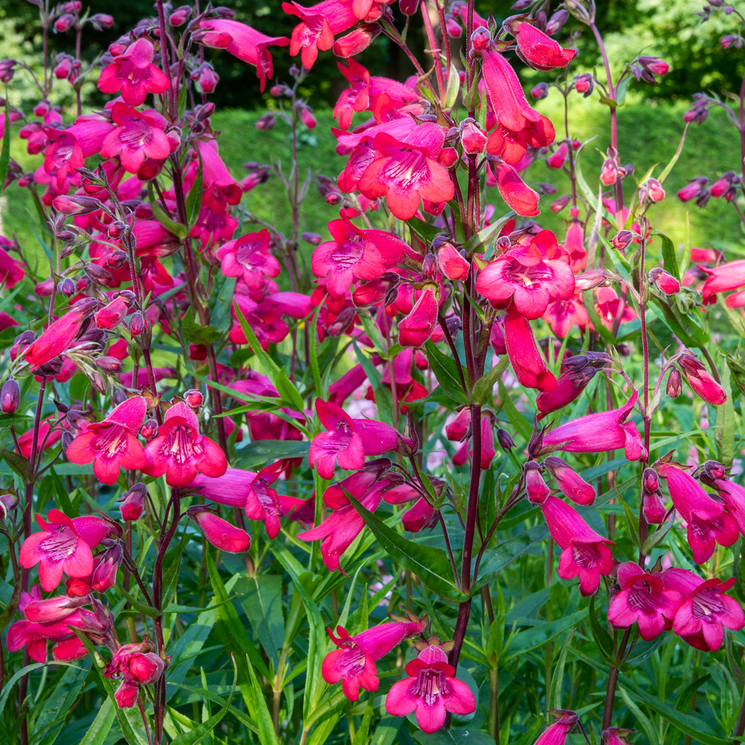 Penstemon 'Firebird'