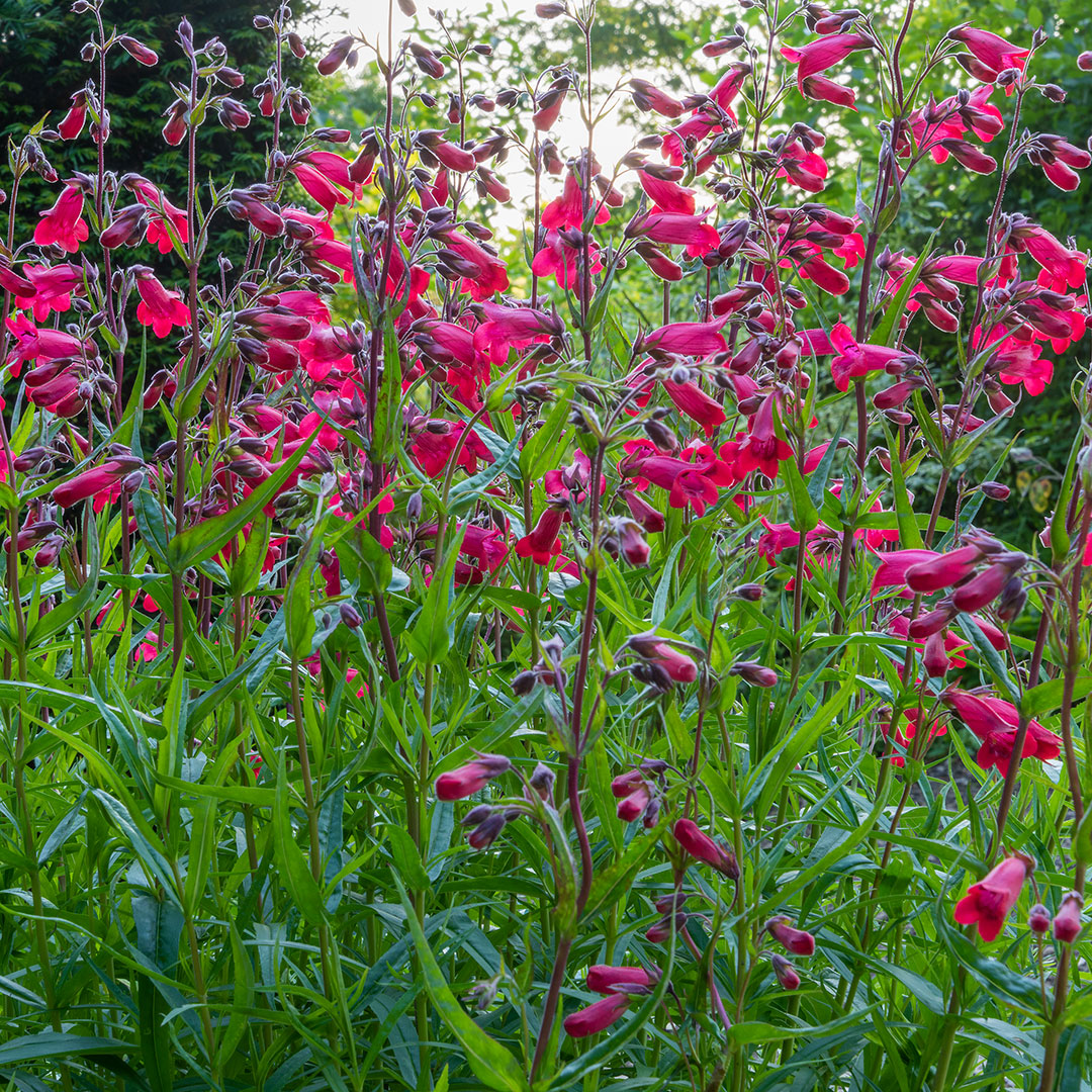Penstemon 'Firebird'