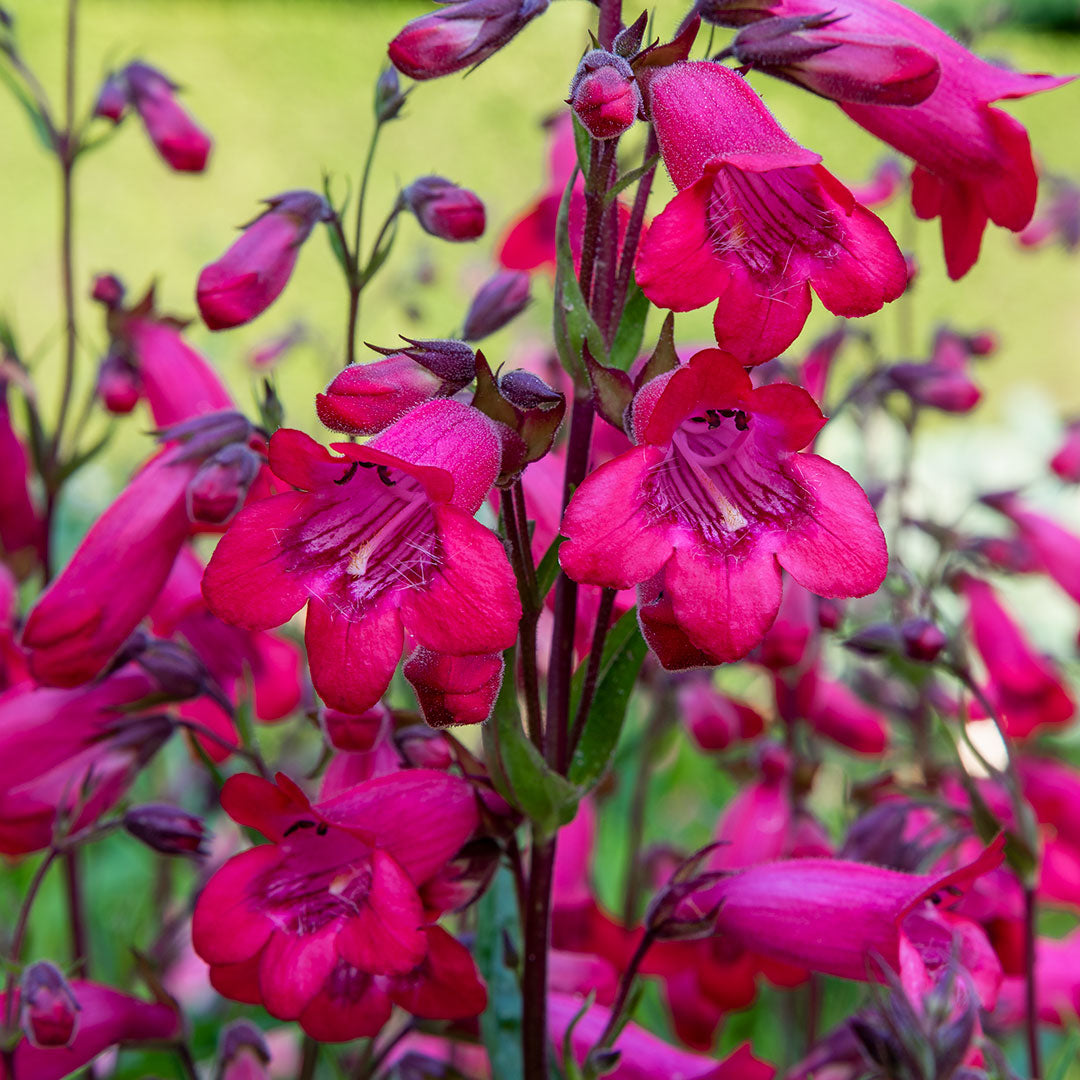 Penstemon Firebird close up