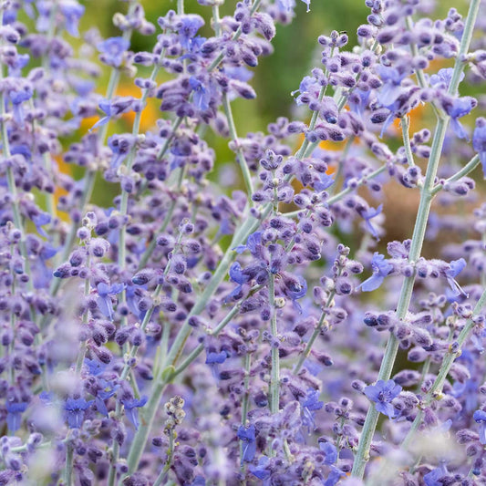 Perovskia atriplicifolia 'Little Spire'
