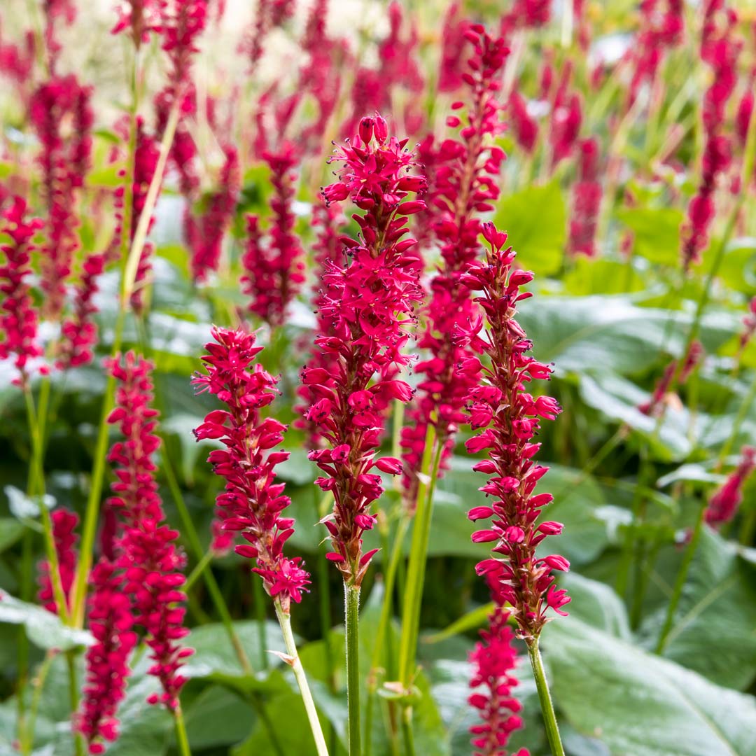 Persicaria amplexicaulis 'Firetail'