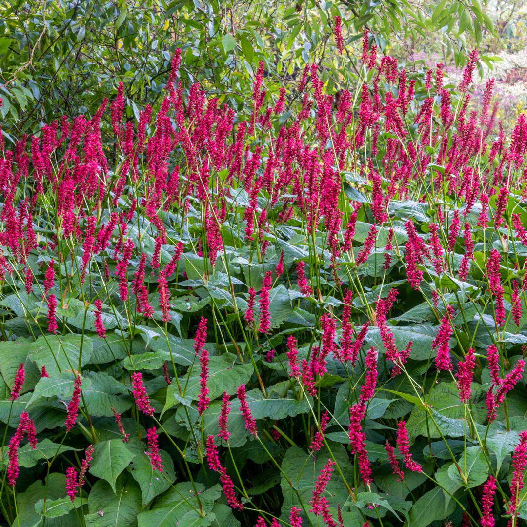 Persicaria amplexicaulis 'Firetail' at Barnsdale Gardens