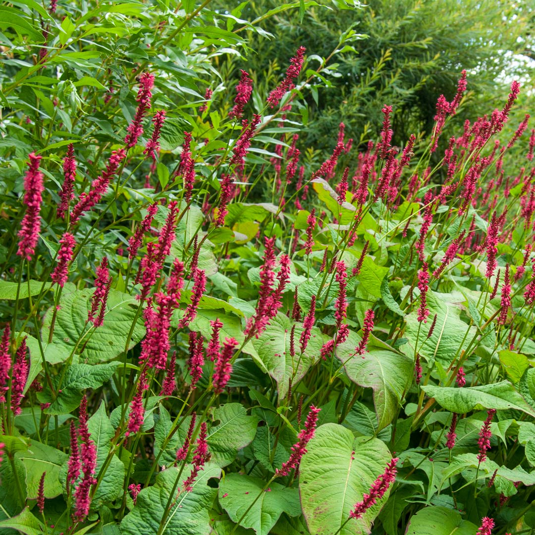 Persicaria amplexicaulis 'Firetail' at Barnsdale Gardens