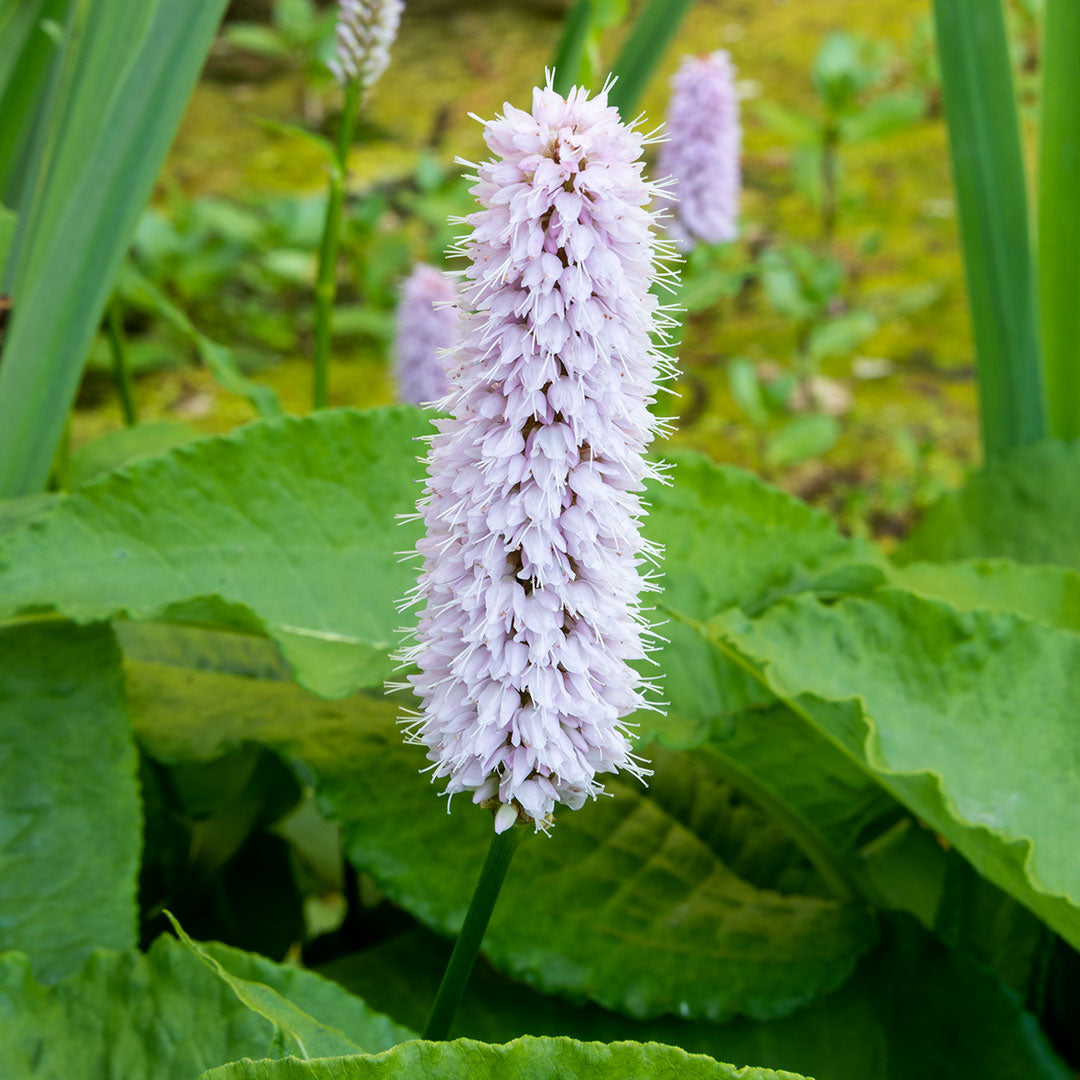 Close up of Persicaria bistorta 'Superba'