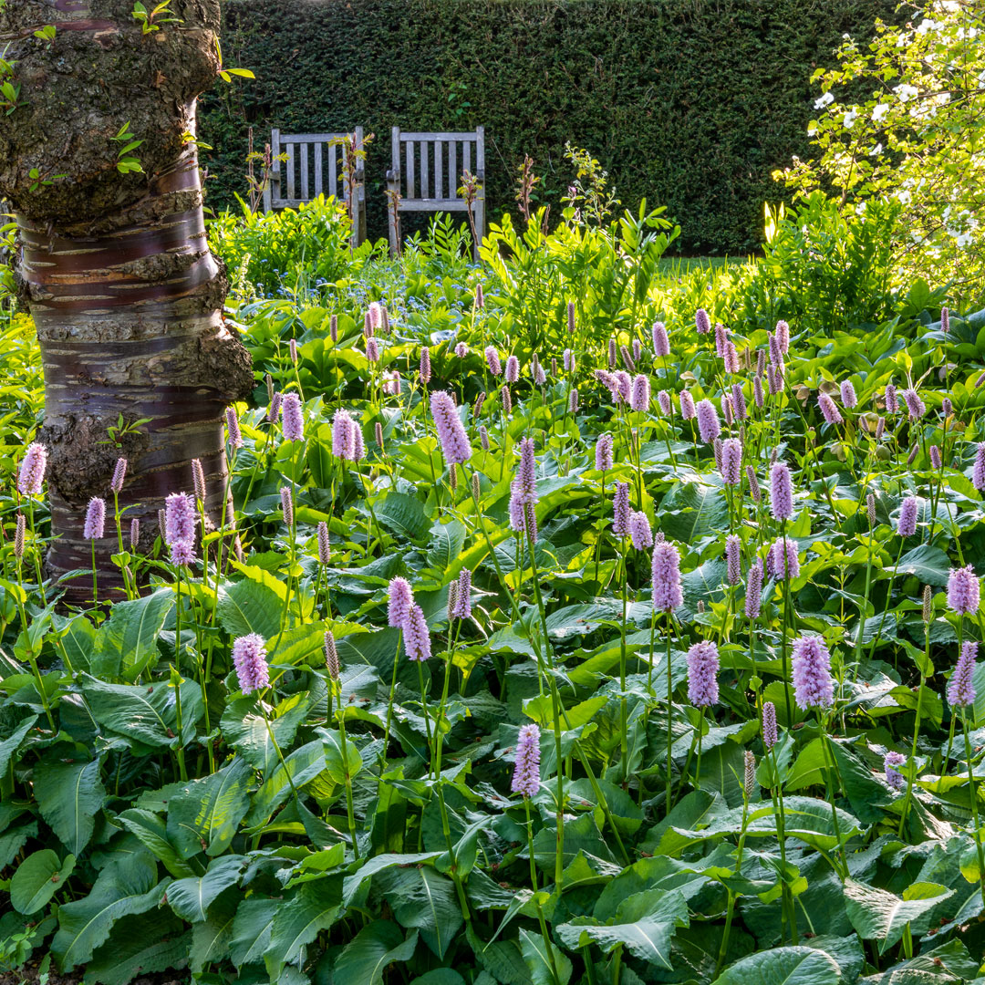 Persicaria bistorta 'Superba' at Barnsdale Gardens