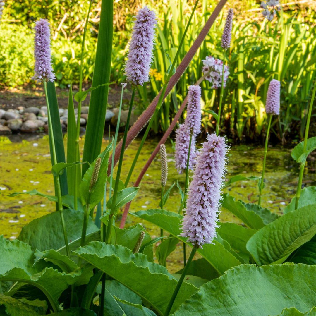 Close up of Persicaria bistorta 'Superba' at Barnsdale Gardens