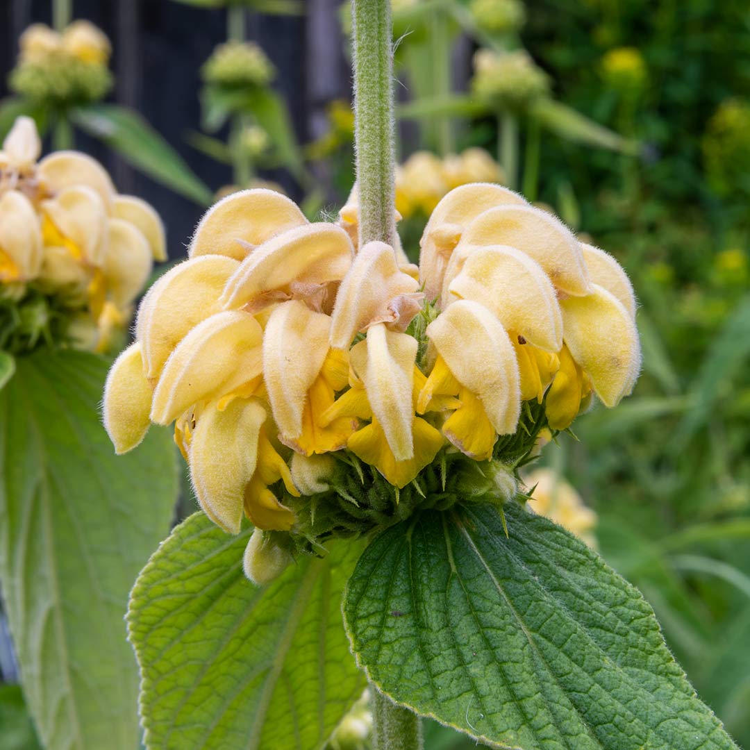 Closeup of yellow flower of Phlomis russeliana