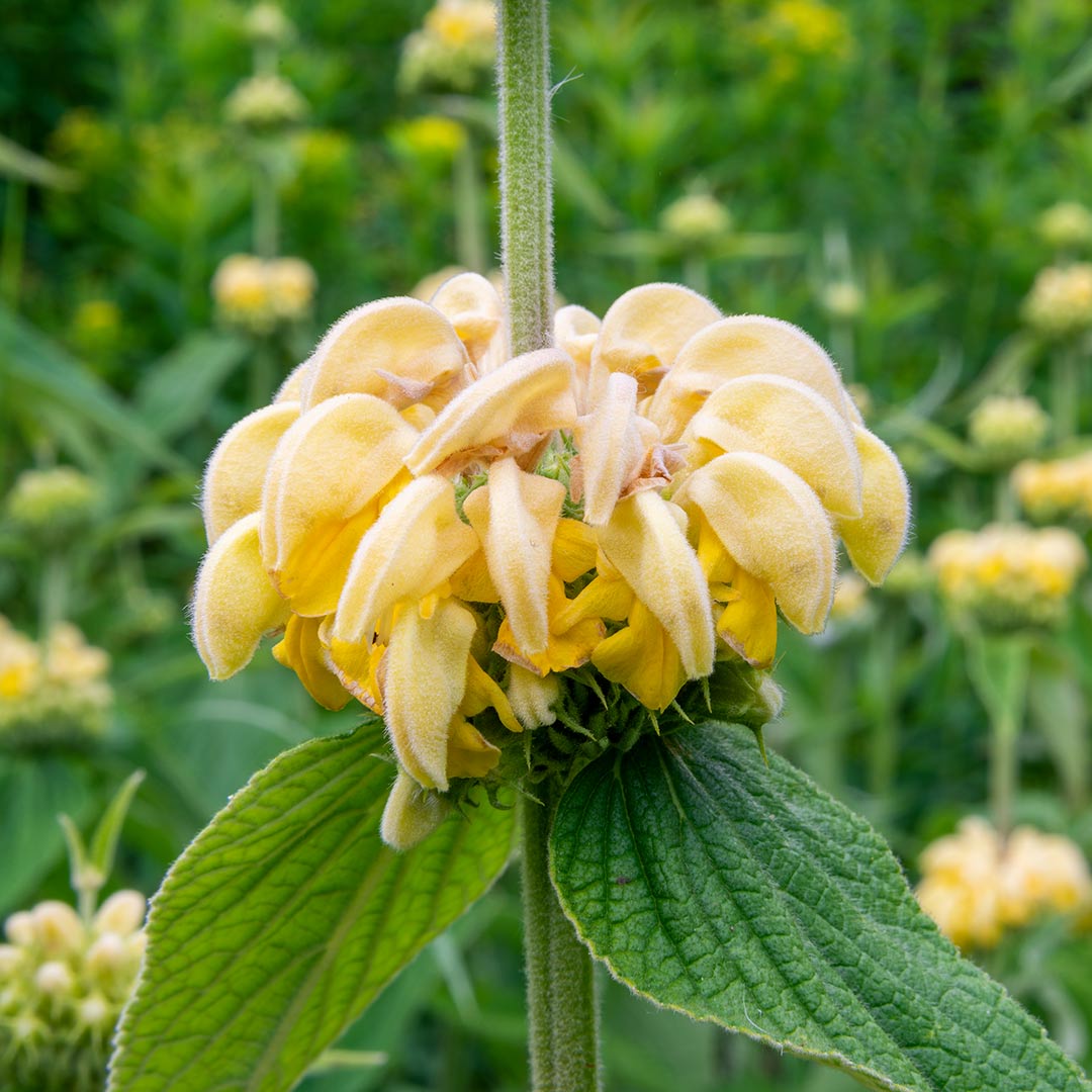 Close up of yellow flower of Phlomis russeliana