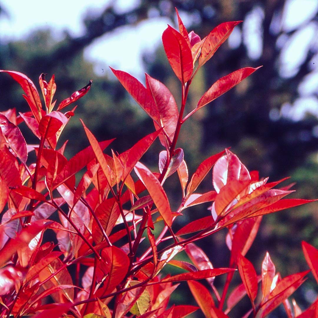 Photinia x fraseri 'Red Robin'