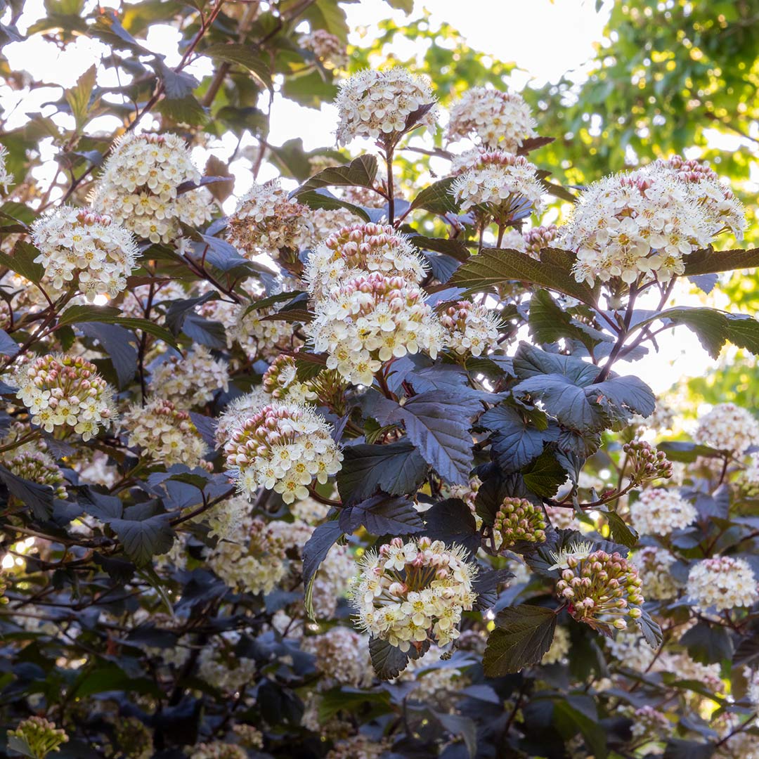 Physocarpus opulifolius 'Diablo'