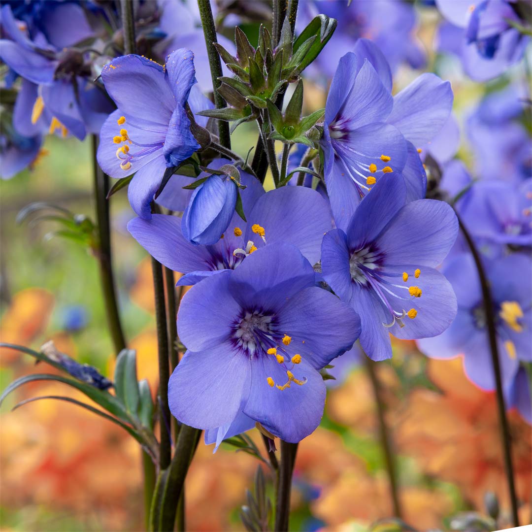 Polemonium 'Bressingham Purple'