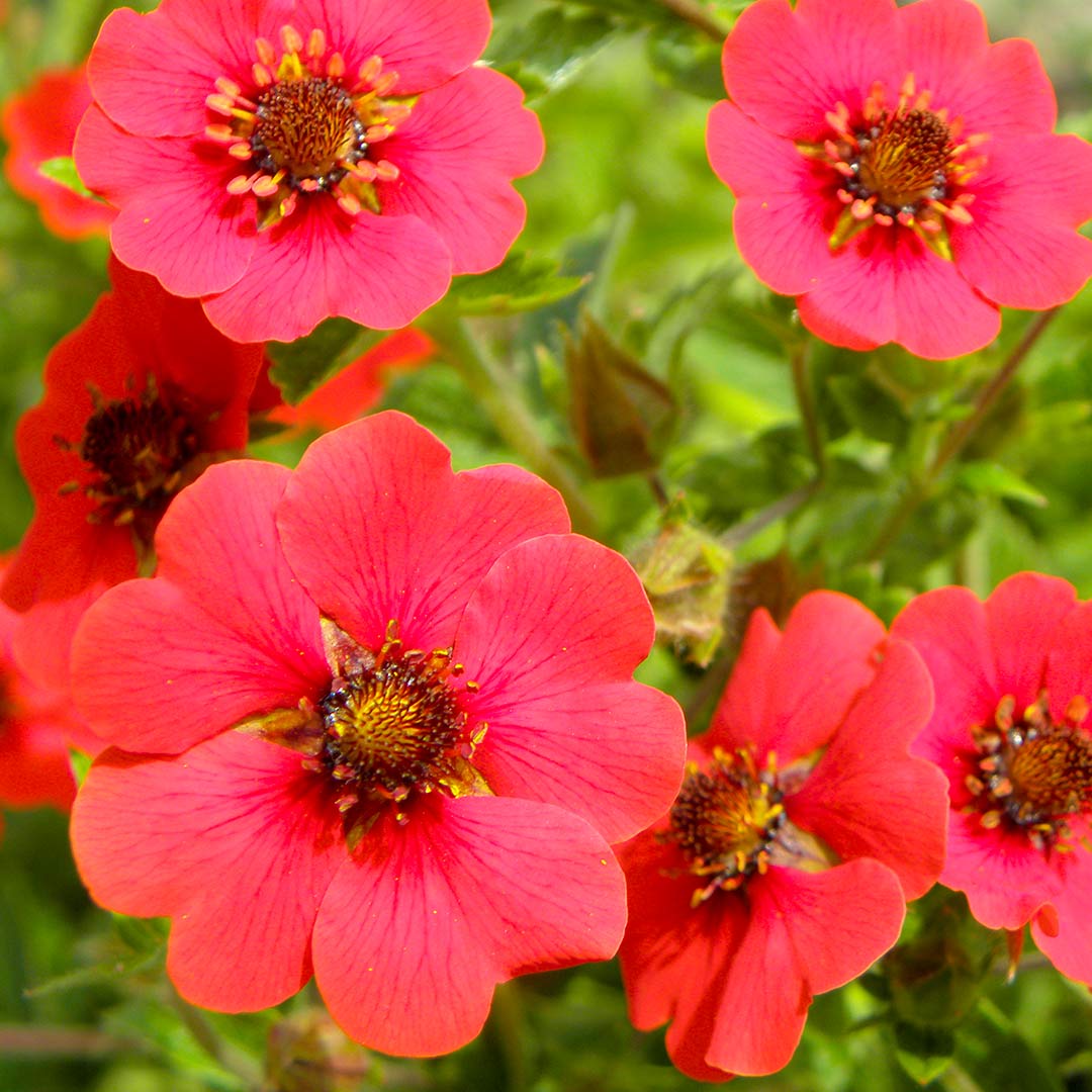 Potentilla 'Gibson's Scarlet'