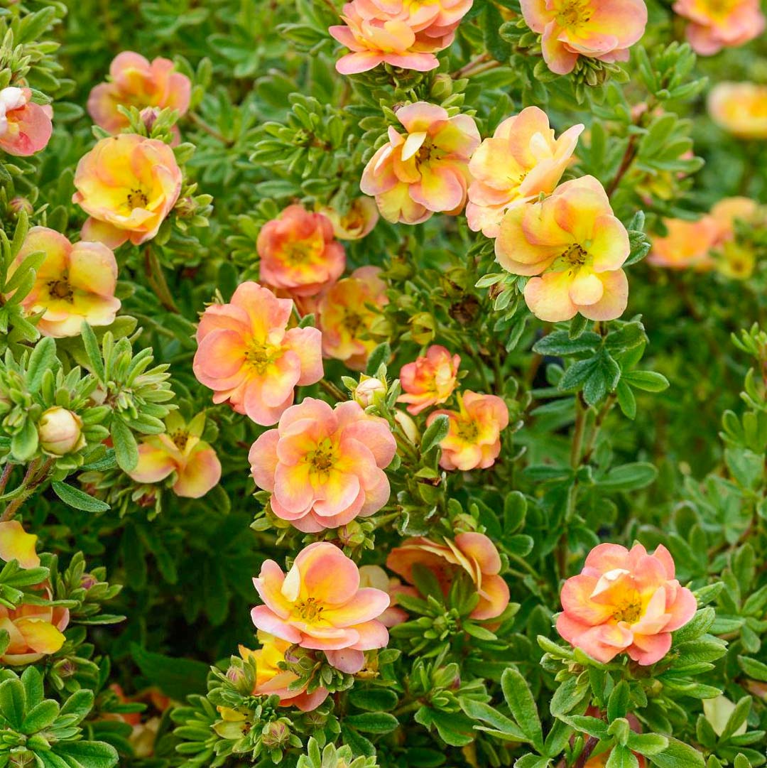 Potentilla fruticosa 'Double Punch Peach'
