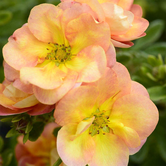 Potentilla fruticosa 'Double Punch Peach'
