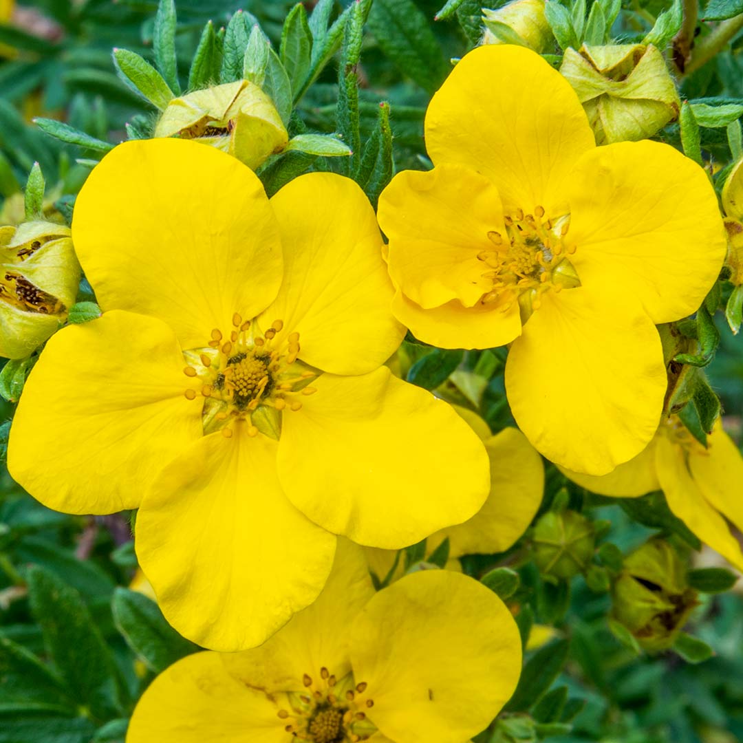 Potentilla fruticosa Goldfinger
