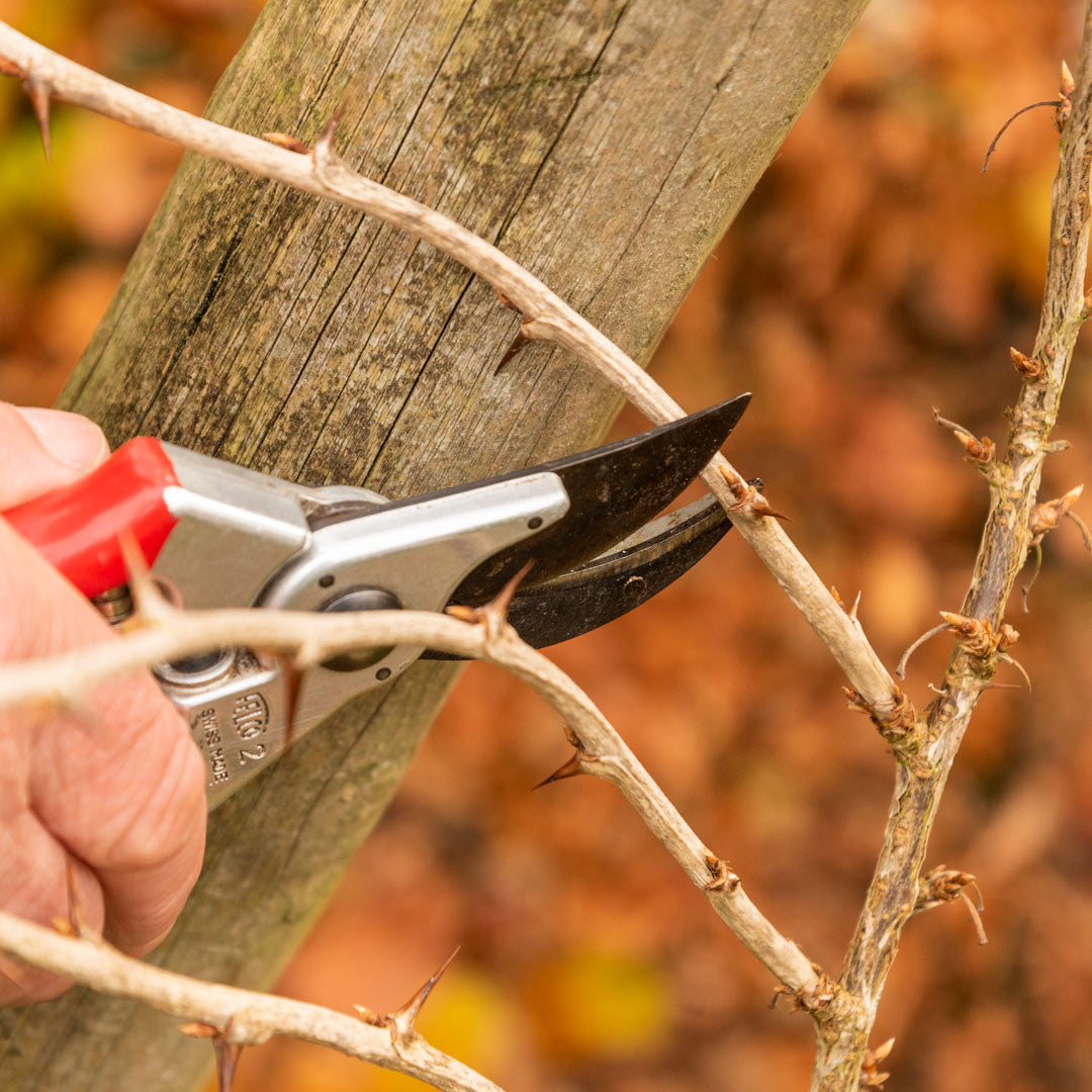 Pruning Fruit course at Barnsdale Gardens. Pruning gooseberry,