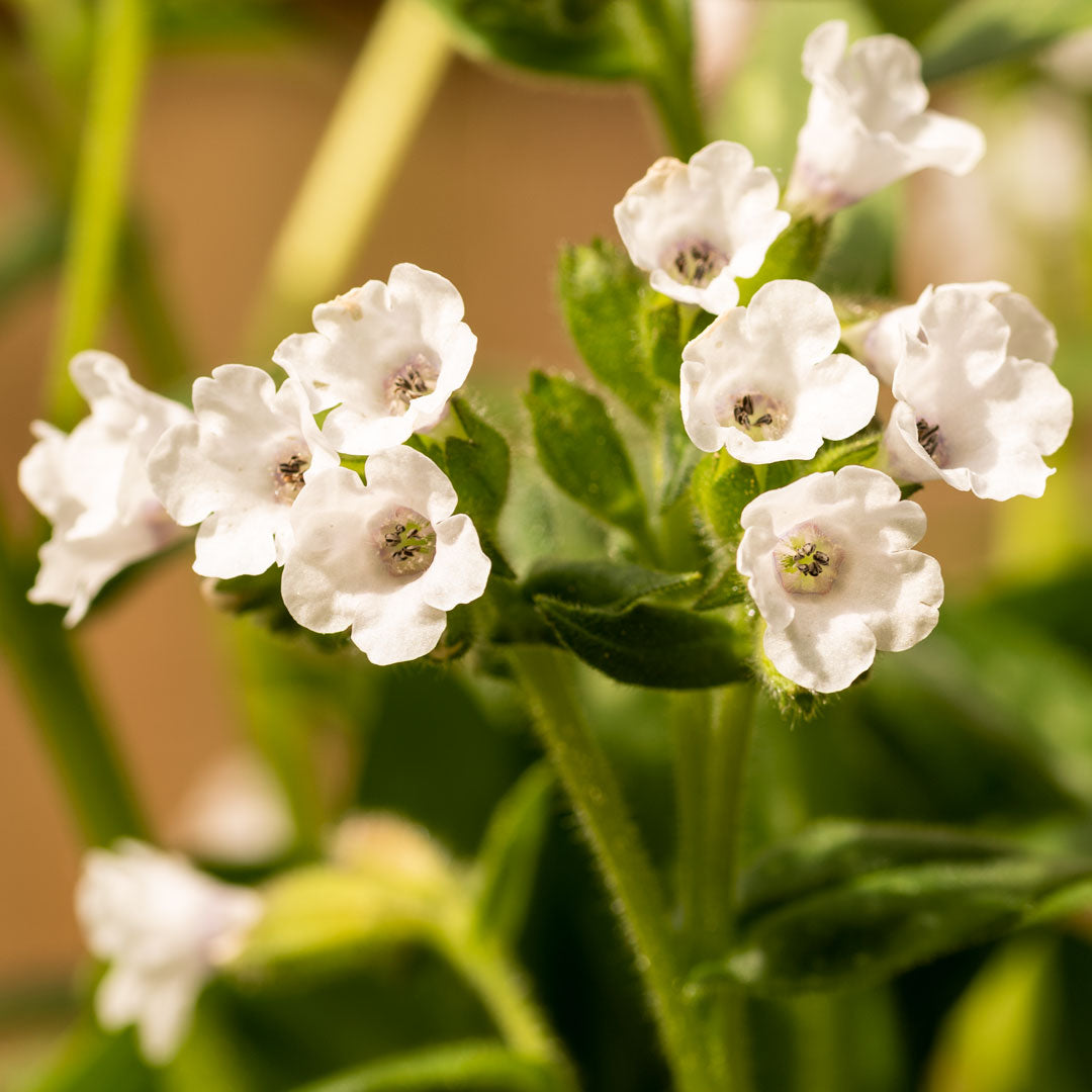 Pulmonaria saccharata 'Sissinghurst White'