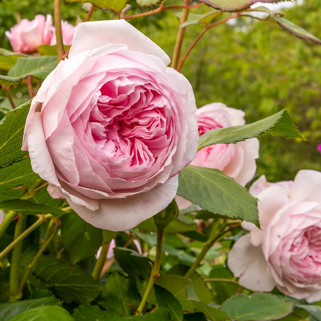 Rosa 'Geoff Hamilton'. Geoff Hamilton Rose