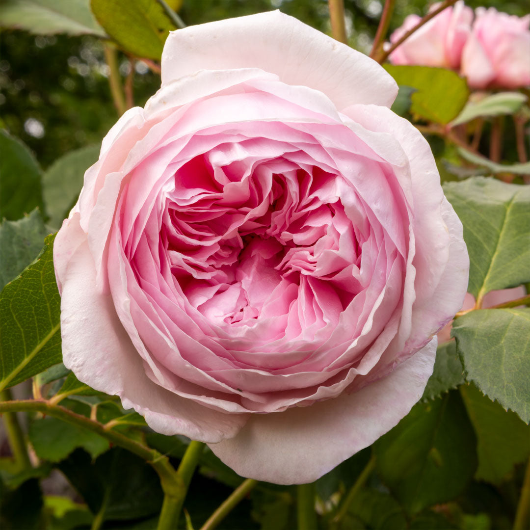 Rosa 'Geoff Hamilton'; Geoff Hamilton rose