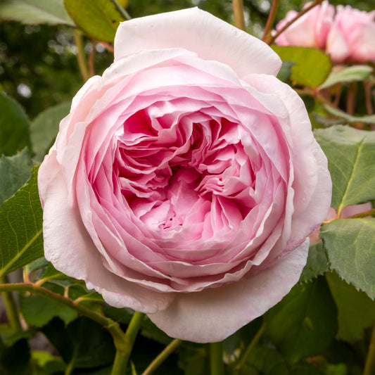 Rosa 'Geoff Hamilton'; Geoff Hamilton rose