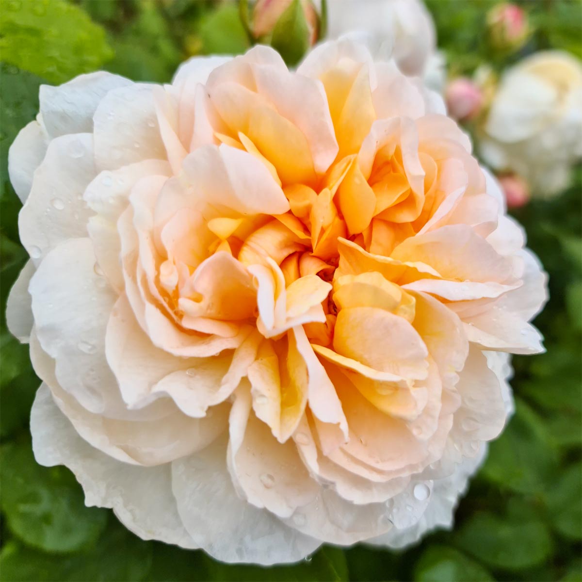 Rosa 'The Lady Gardener'