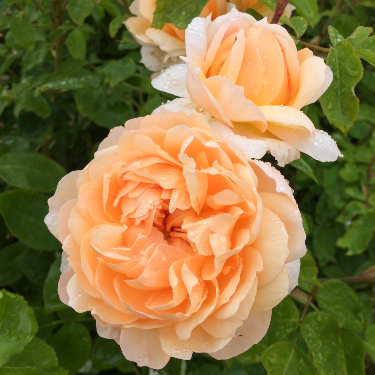Rosa 'The Lady Gardener'